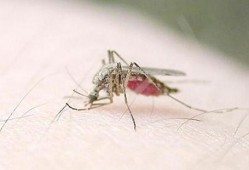 爆料大蚊子的视频,视频爆料背后的惊人真相