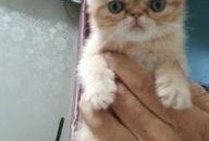 加菲猫 在线观看,欢乐宠物生活的温馨回顾