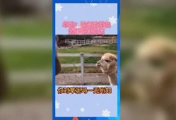 吃瓜群众娱乐素材网站,吃瓜群众独家娱乐素材大揭秘