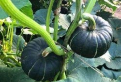 北美网红吃瓜事件真相,揭秘背后真相与争议